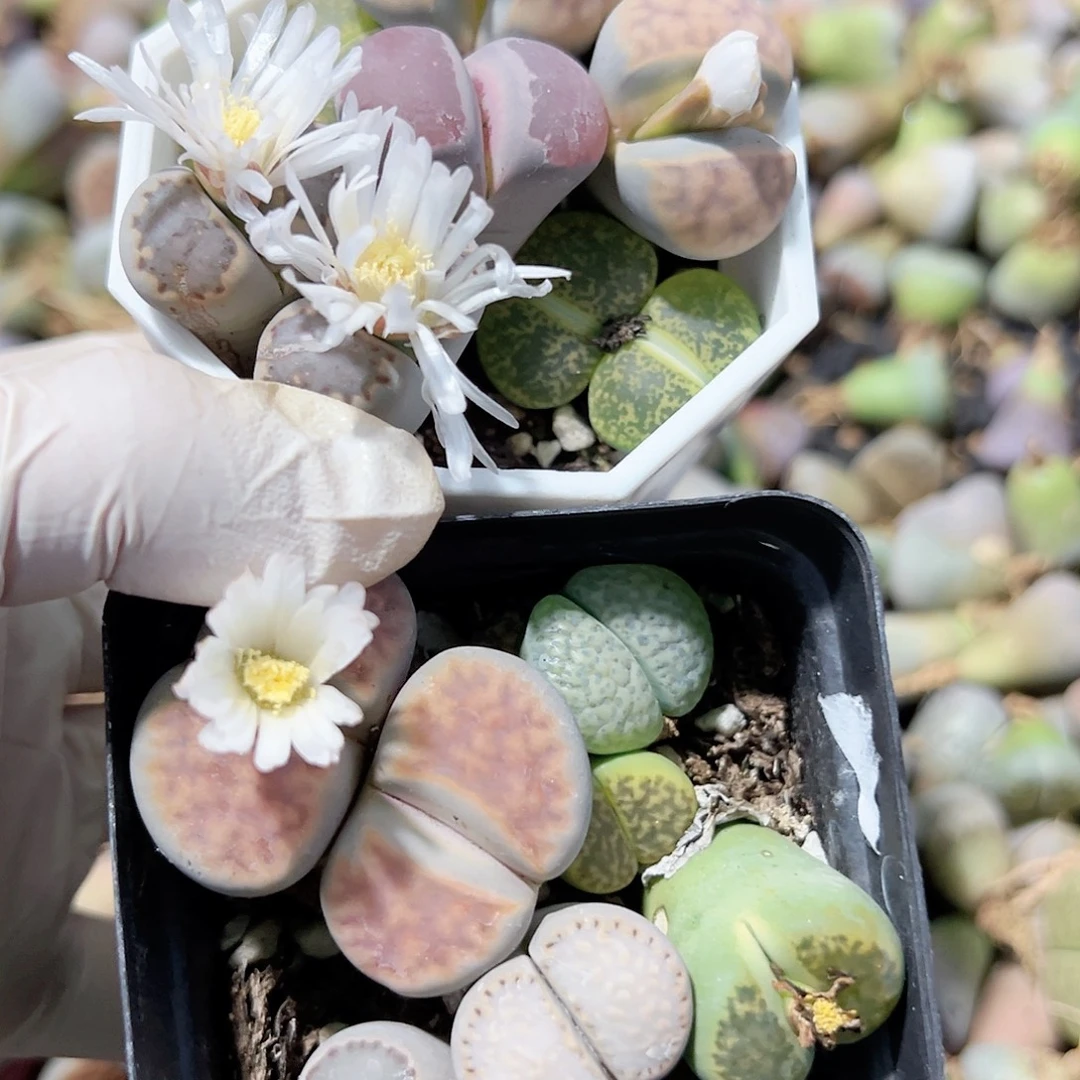 1000 好养易活生石花大母本两盆