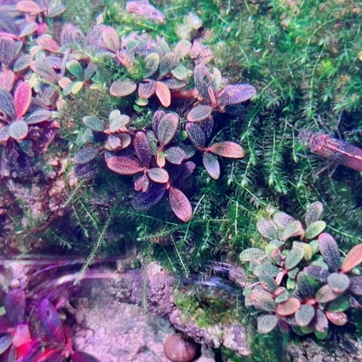 无花朵福利辣椒榕梅花玉
