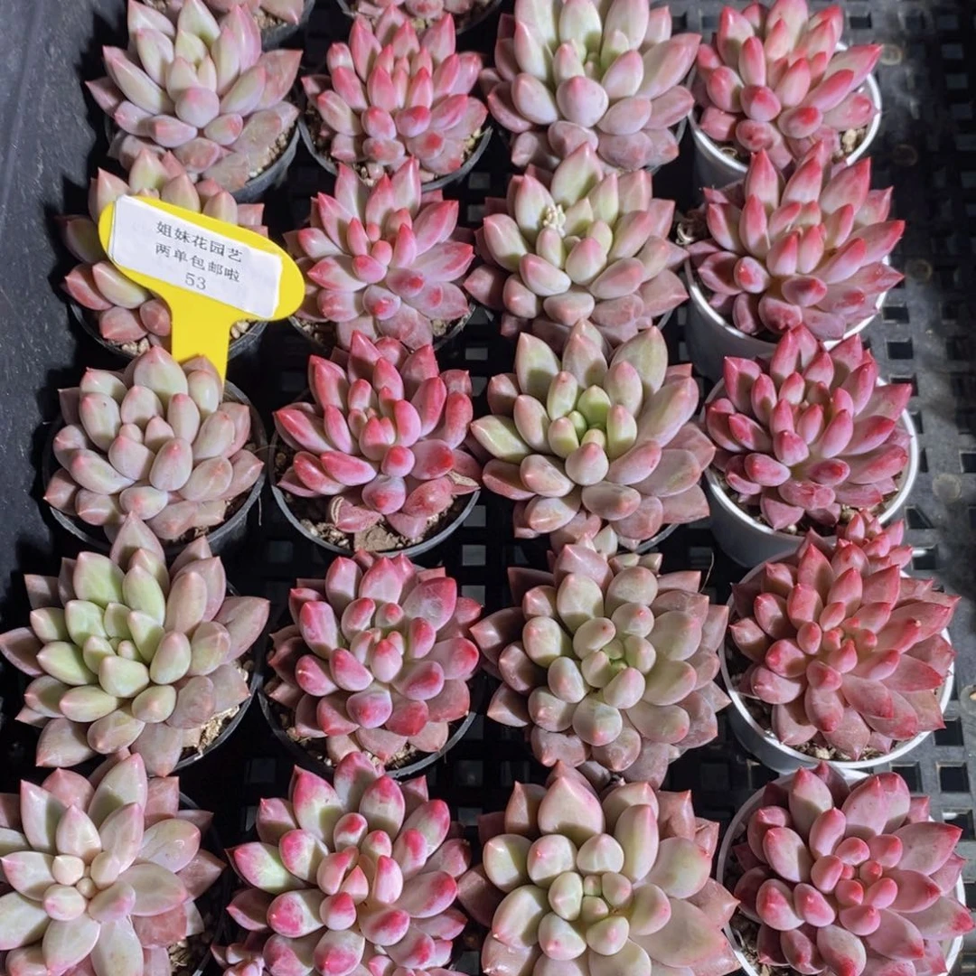 53-黄金车厘子➕红虞美人