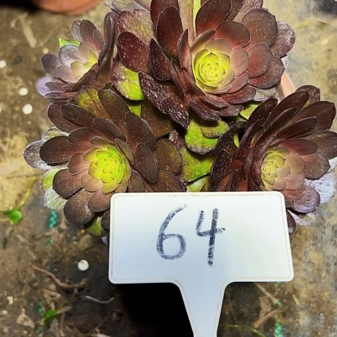 多肉植物万七彩法师