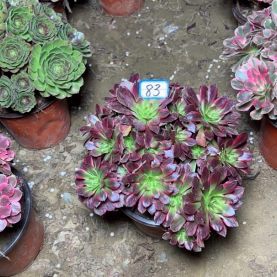 【闪购商品】安娜83