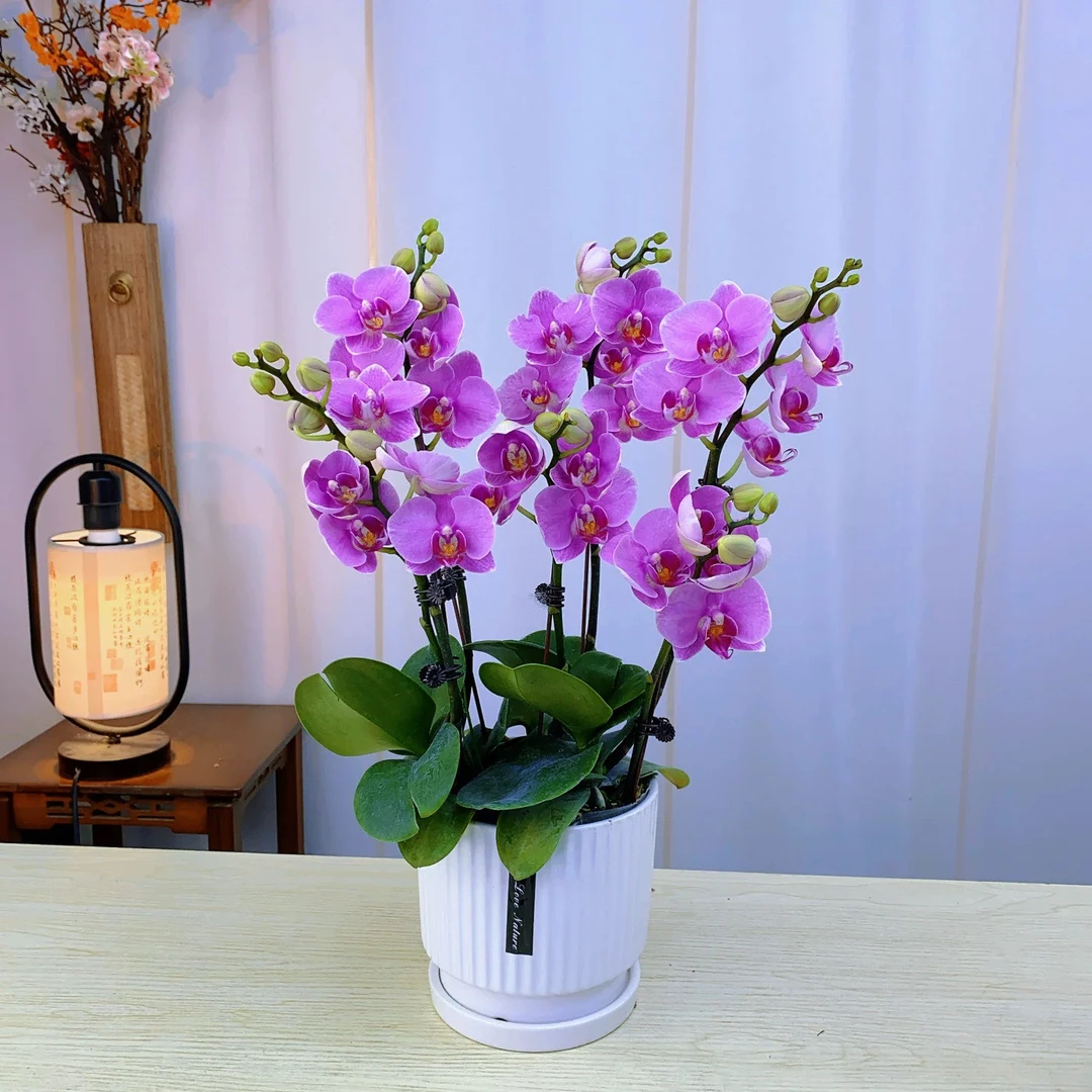 《紫蝶》粉紫色桌面蝴蝶兰