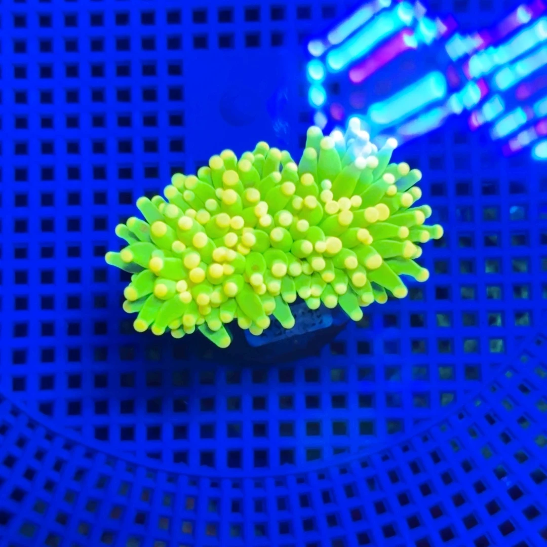 瘾***纽扣珊瑚珊瑚一颗