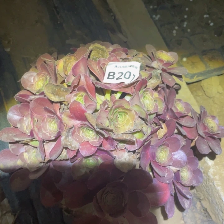 媚金玫瑰多肉植物多肉201