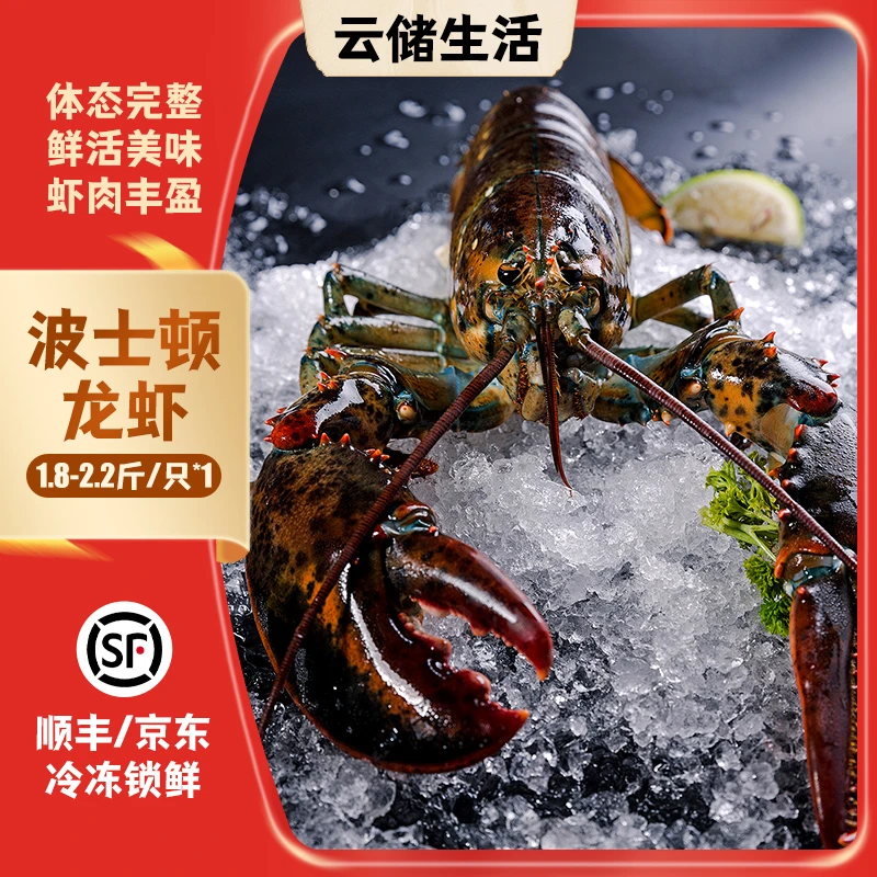 鲜活波士顿龙虾1.8-2.2斤/只 大龙虾年货节海鲜