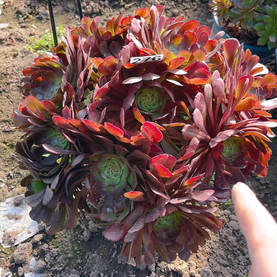 法师法师13-40包邮法师