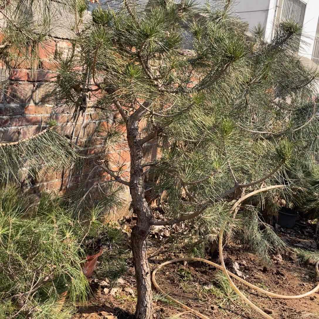 黑松和红木为主色以白玉作原料和