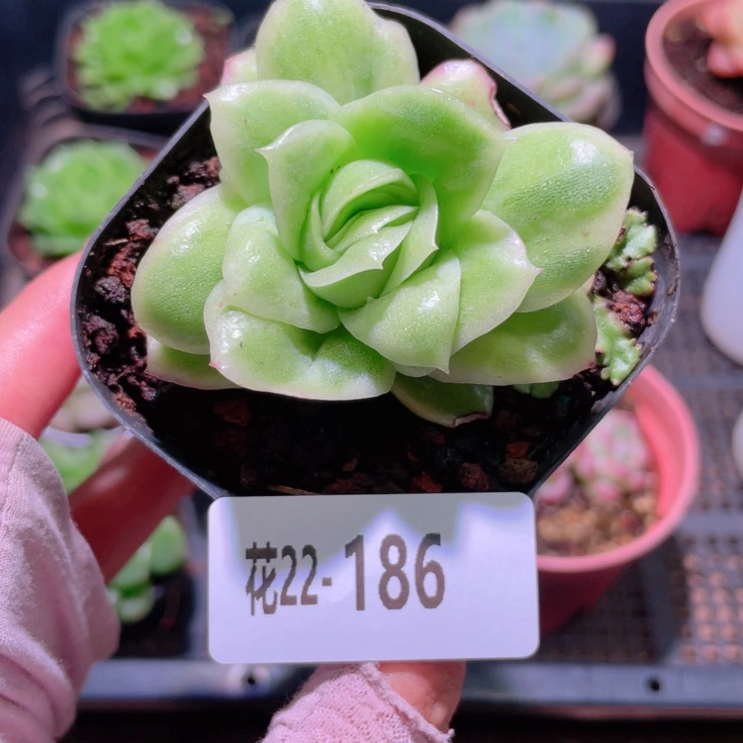 花利美22-186冰玫瑰