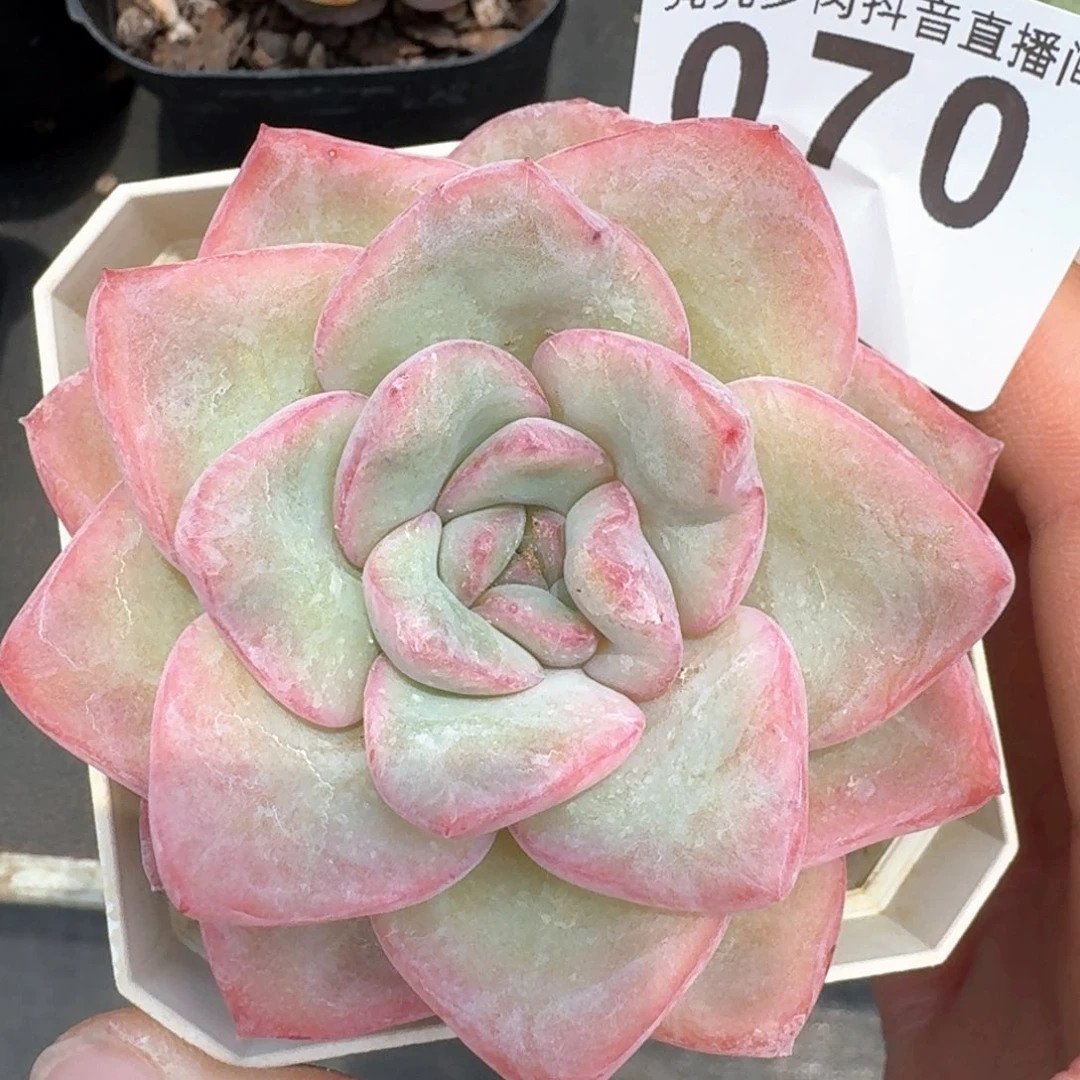 泡芙         多肉植物