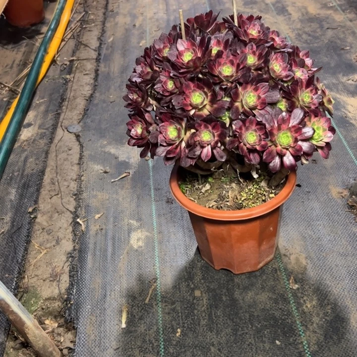 60安娜多肉多肉多肉