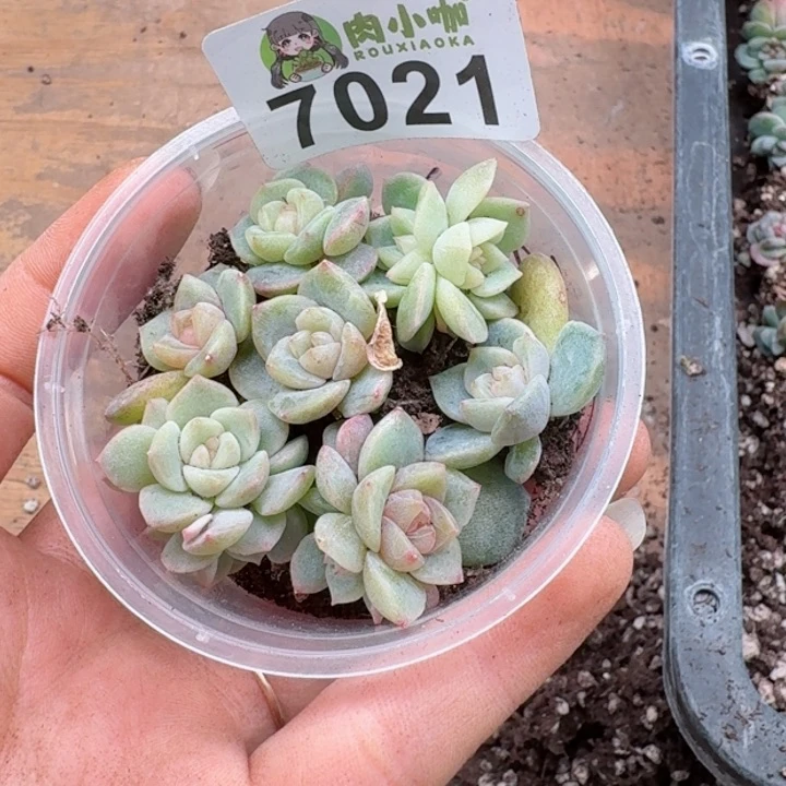 多肉植物多肉植物