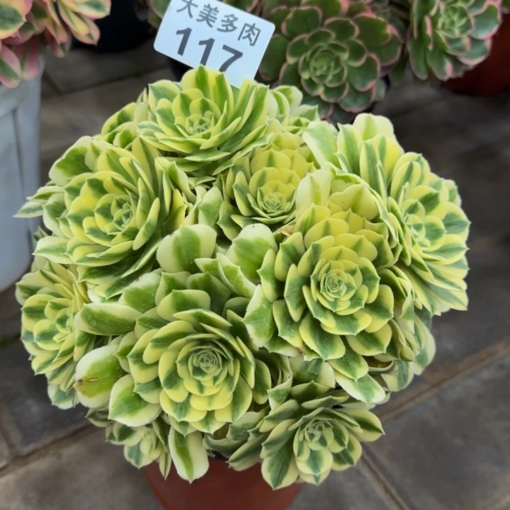 半****间迈巴赫丛林117肉肉