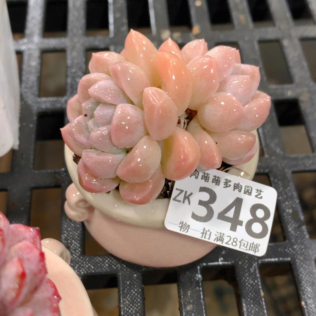 肉萌萌拇指盆精控多肉ZK348