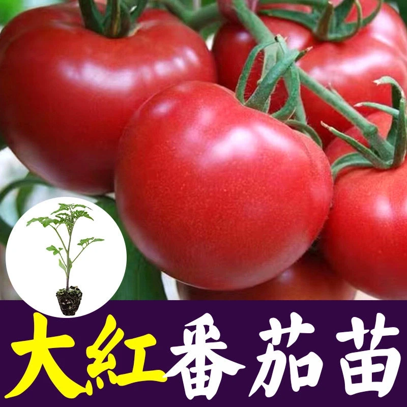 正宗大红番茄秧苗带土基地直发穴盘苗阳台庭院花盆种植