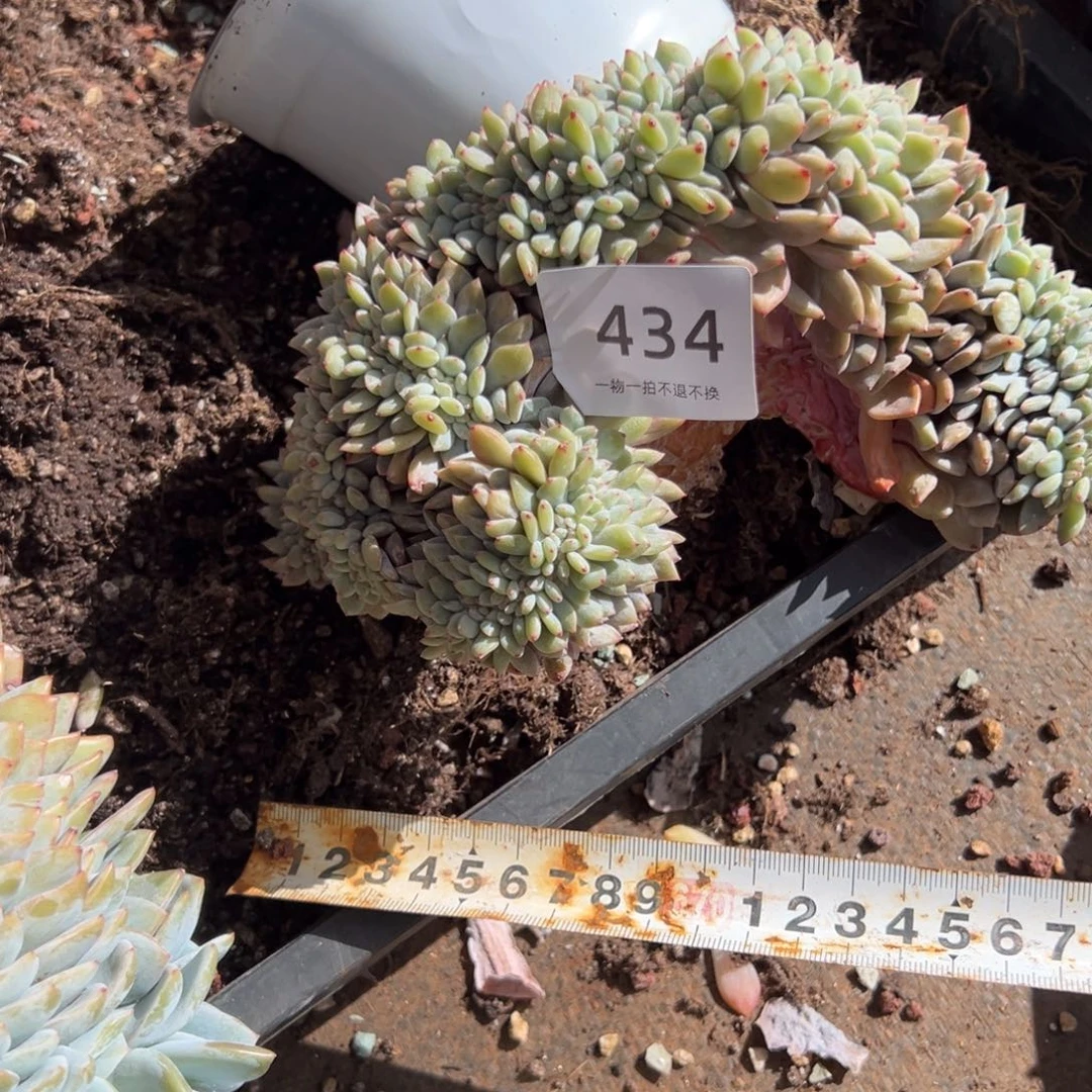 爱***⁰434号樱花花缀化小树呀呀呀