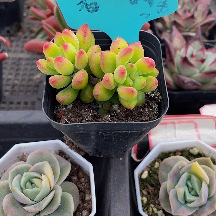 双头春萌带盆土发货