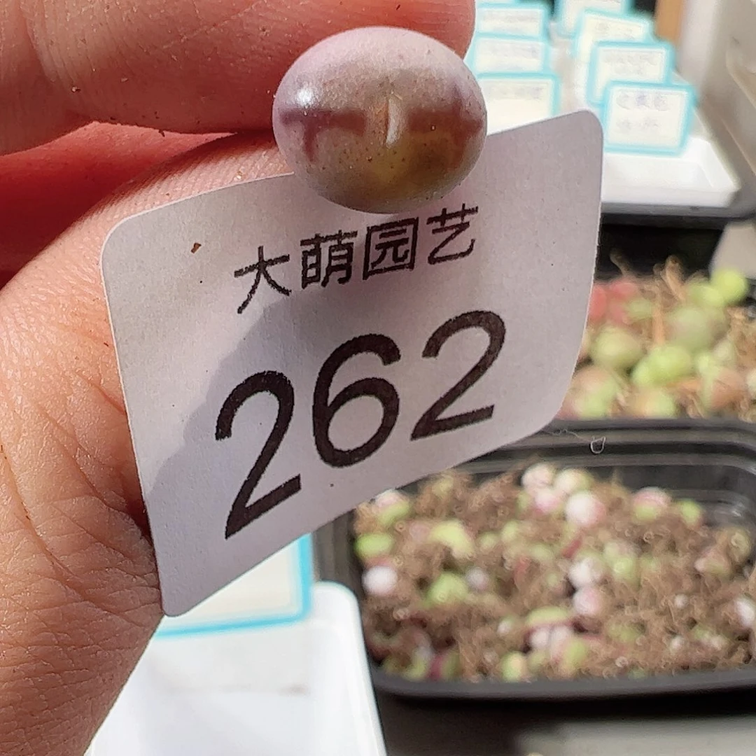 0000262 一物一拍……