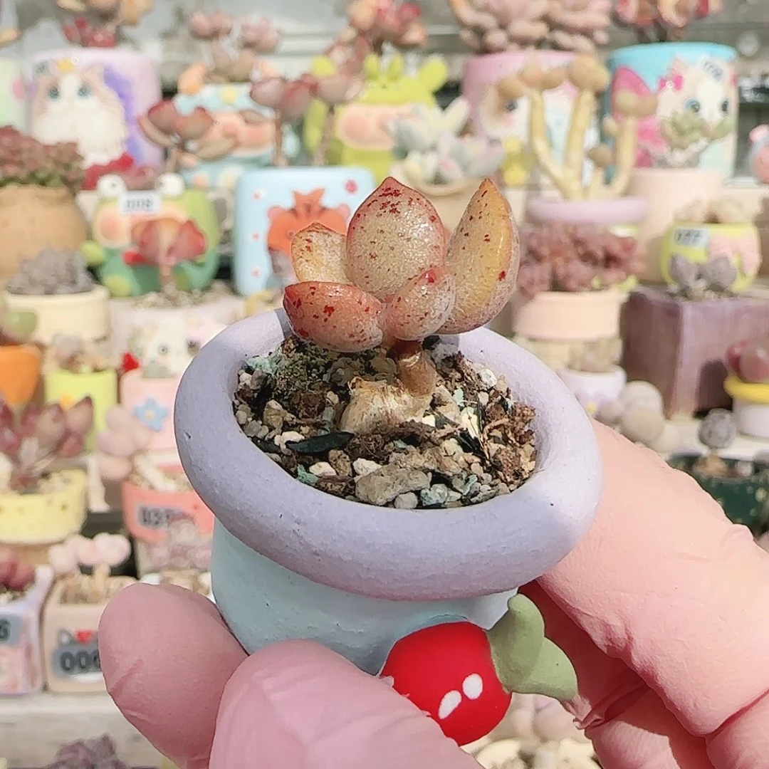 可爱金龟子 盆口2.5cm