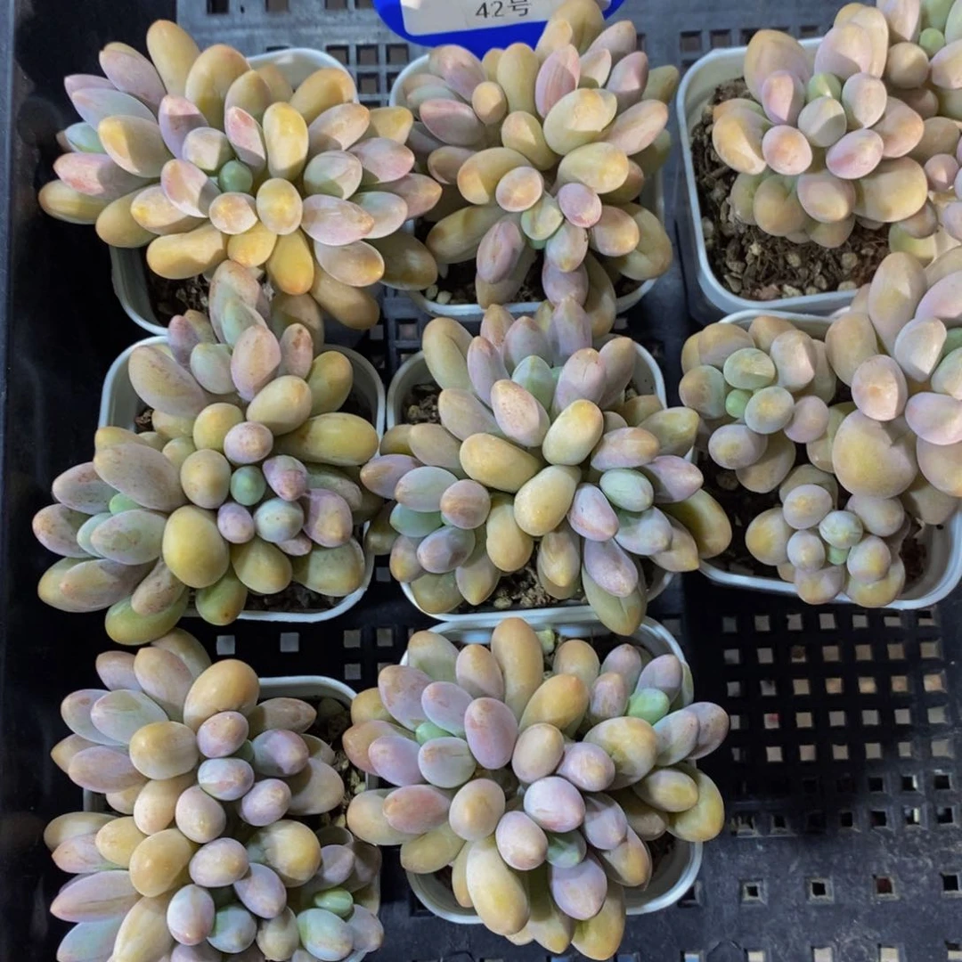 42-精品老桩丸叶汤圆群一个