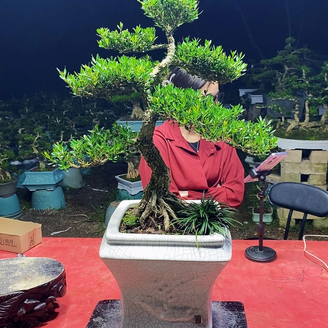 完全开放广东黄杨盆景