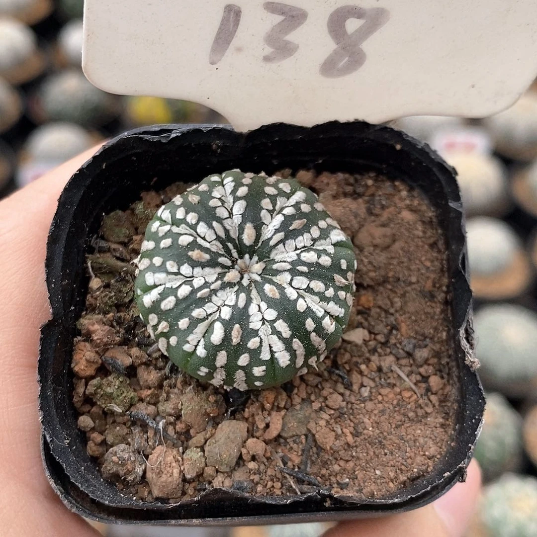 138小奇迹系列产品