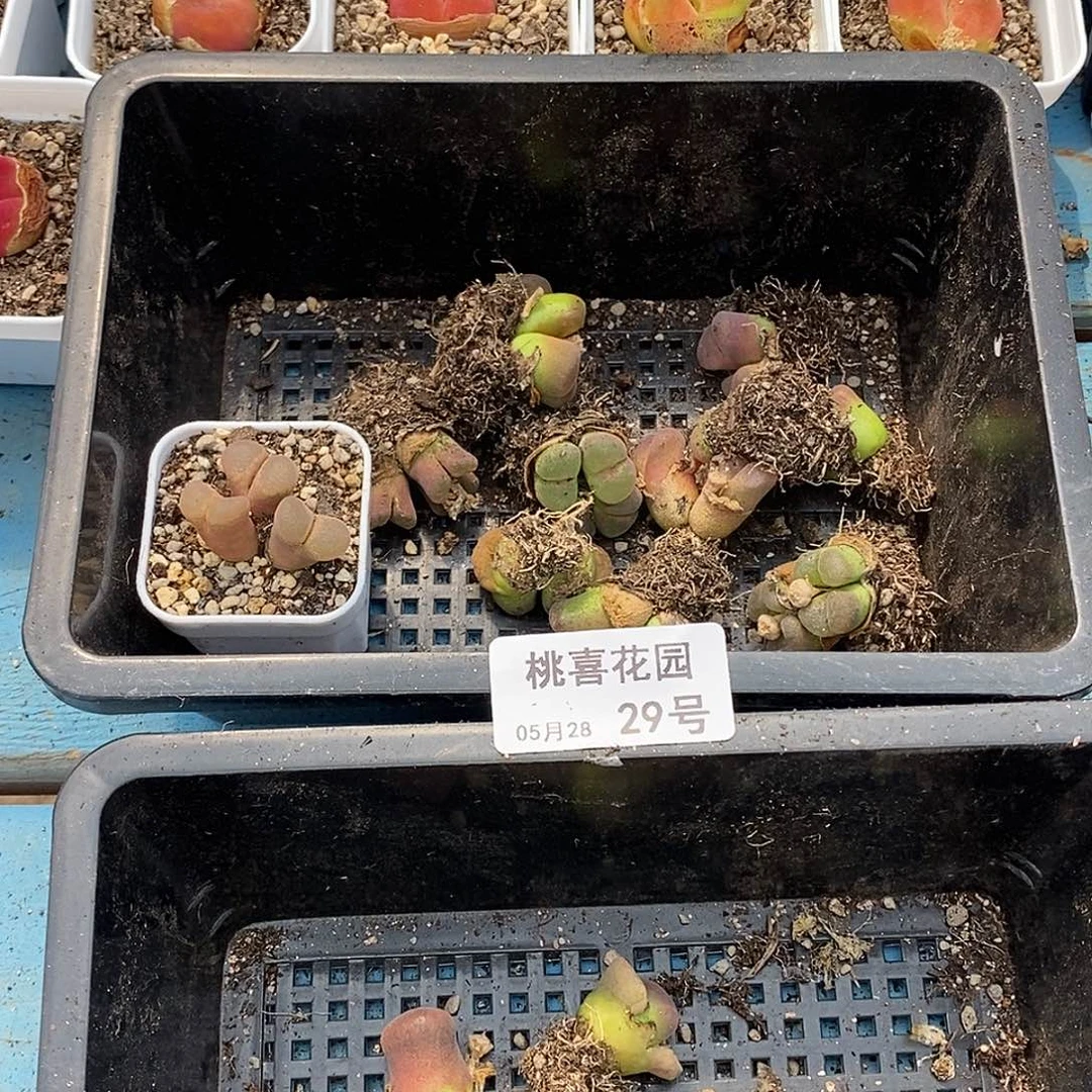 ？****了桃喜花园0528-29打包17颗