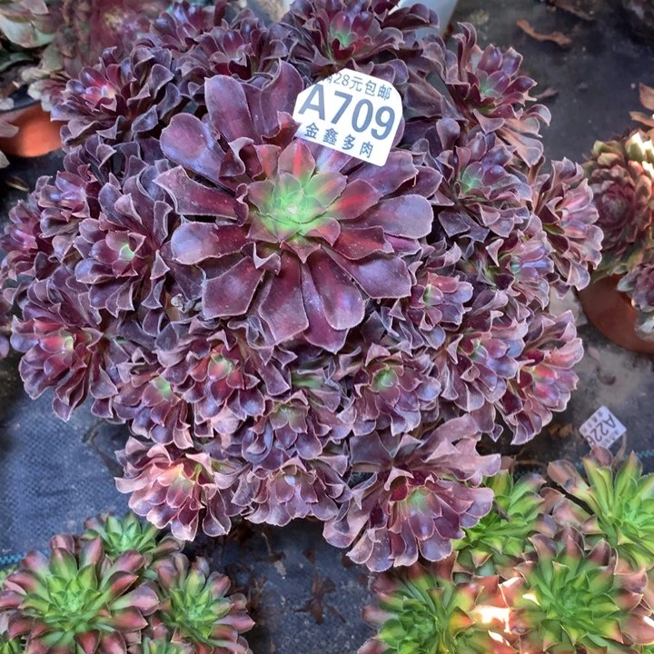 709多肉植物一物一拍