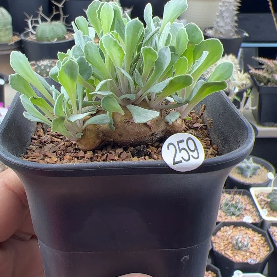 格加厚敦菊一物一拍259