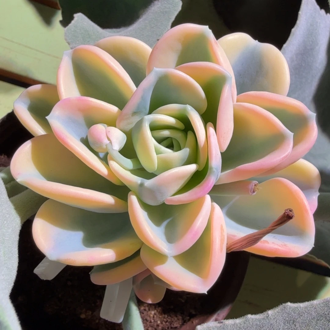 美尻锦，锦上园艺一物一拍