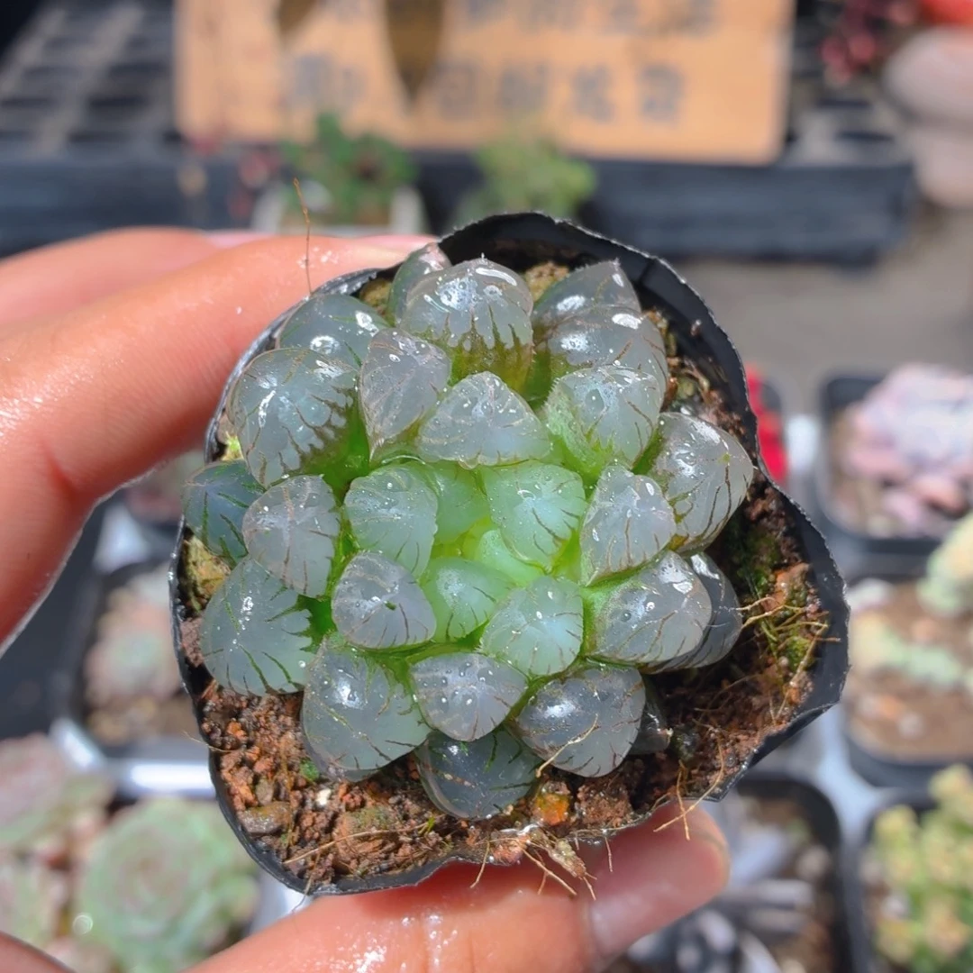 冰灯玉露多肉9.9包邮发货