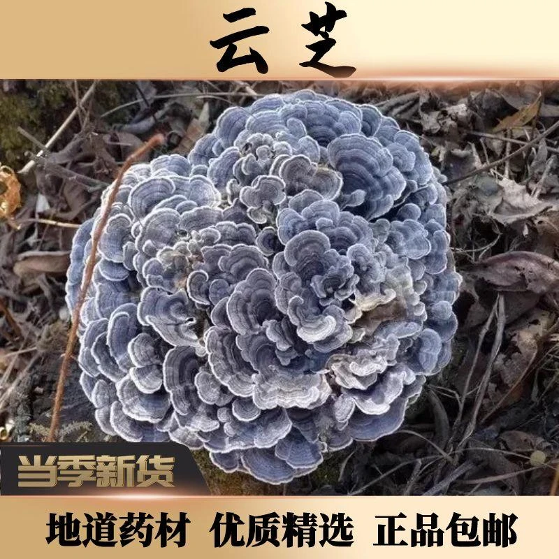云芝正宗深山农家云芝100g克正品中药材精选杂色云芝农产品硫磺