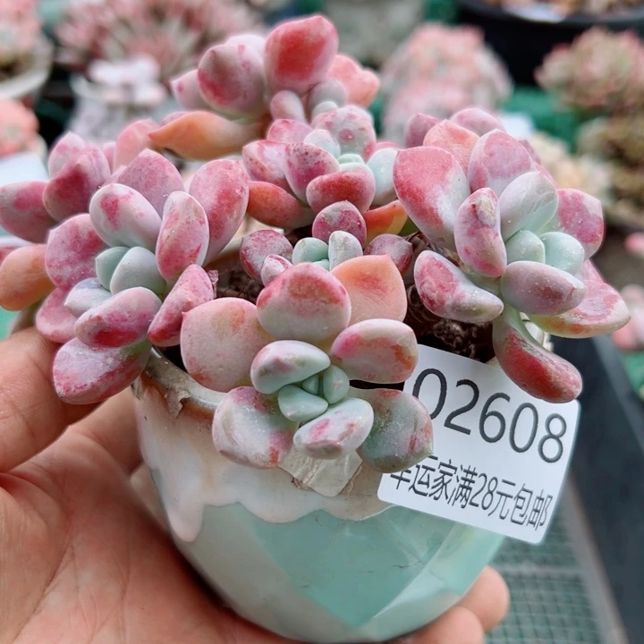 幸运的是你还没遇到你喜欢