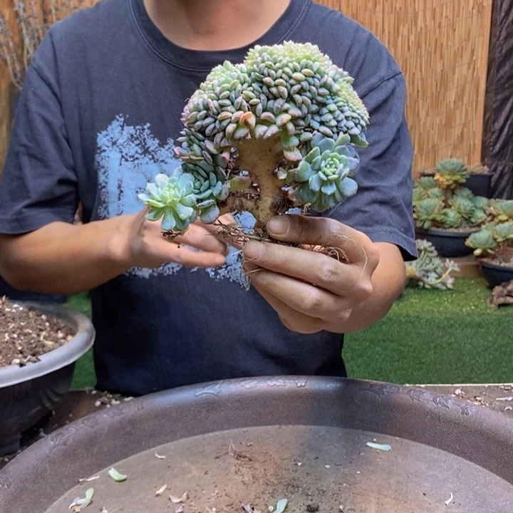 付***332号白胖子多肉植物