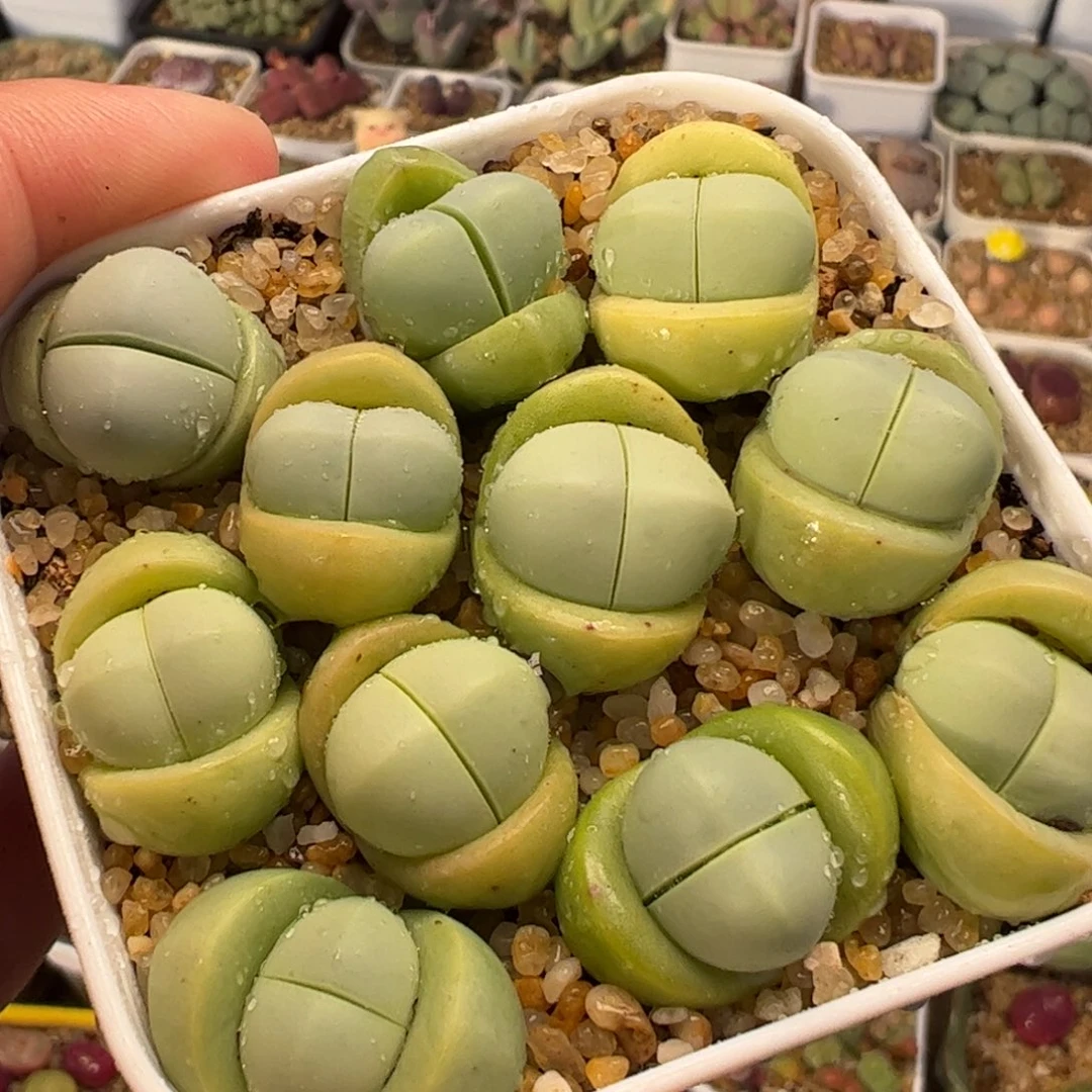 012多肉植物百科