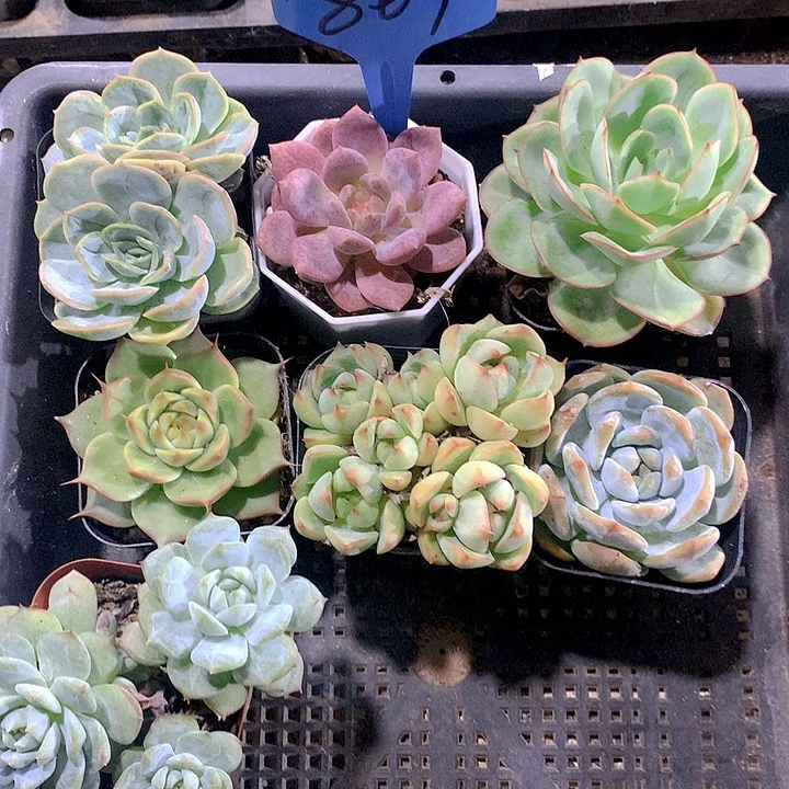 807号多肉植物园艺