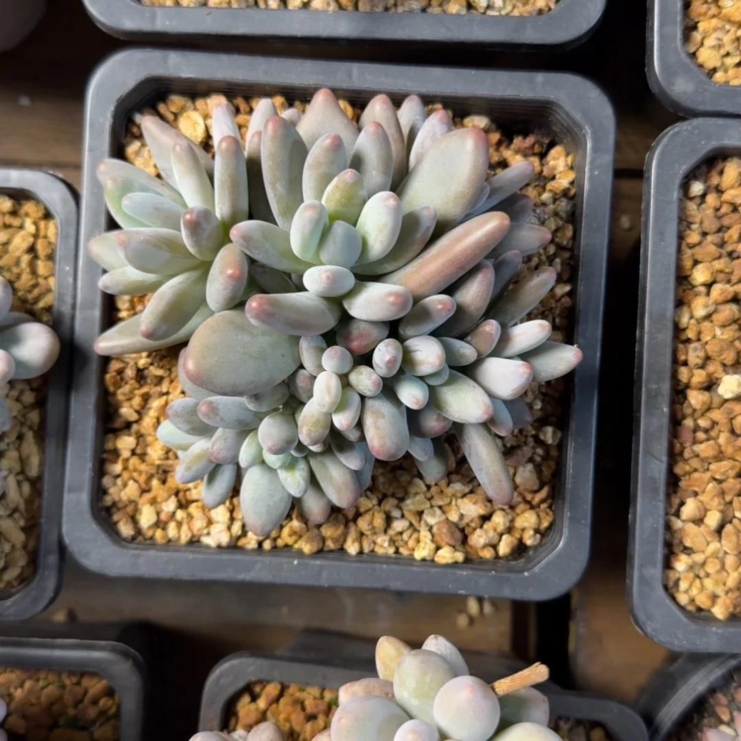 企鹅杂交11111111111111111