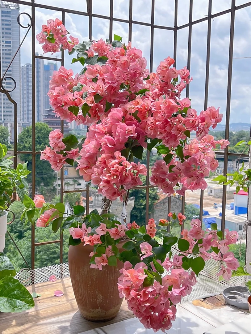 不甜西瓜#四季勤花爬藤垂钓三角梅