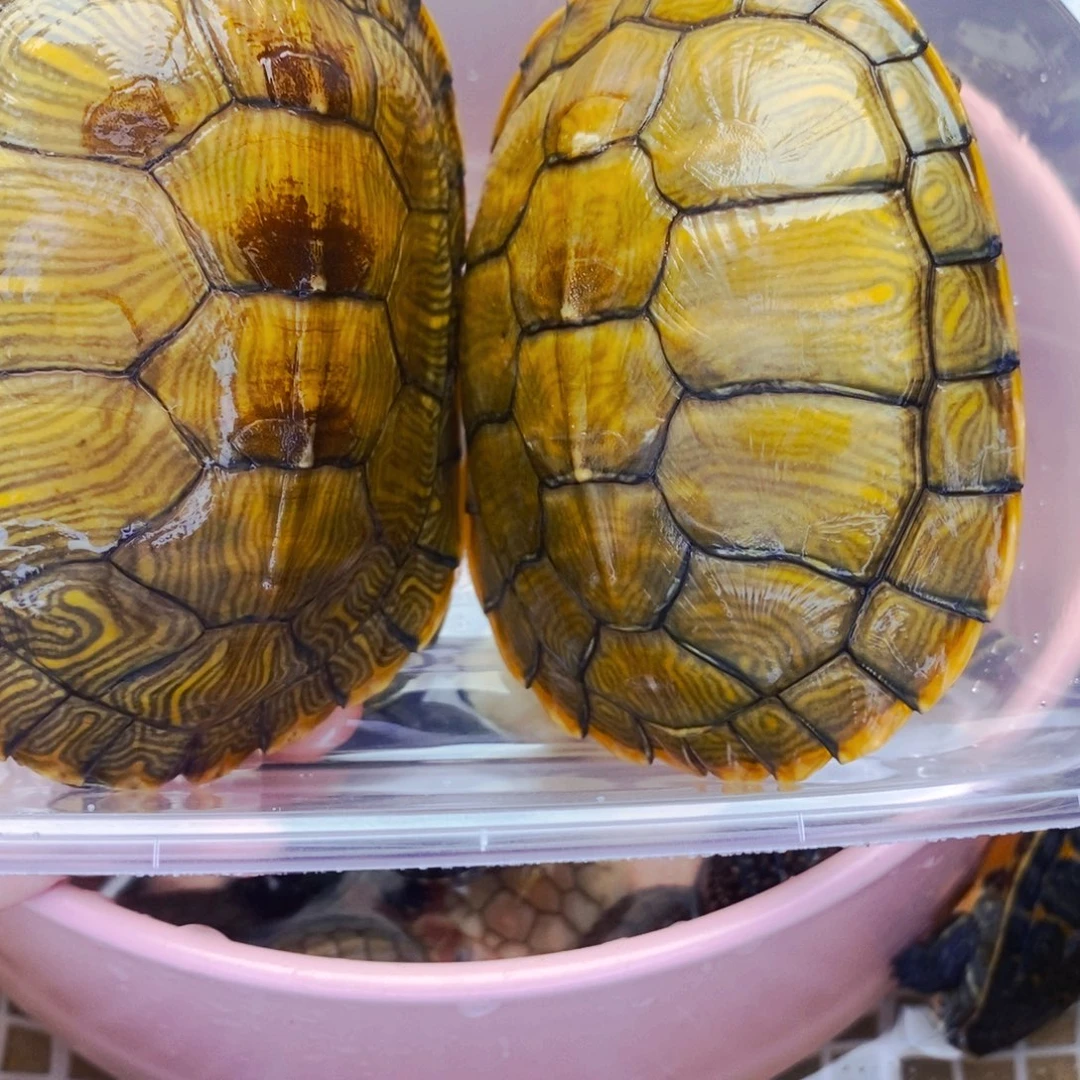 不分公母宠物龟一对黄金大巴西
