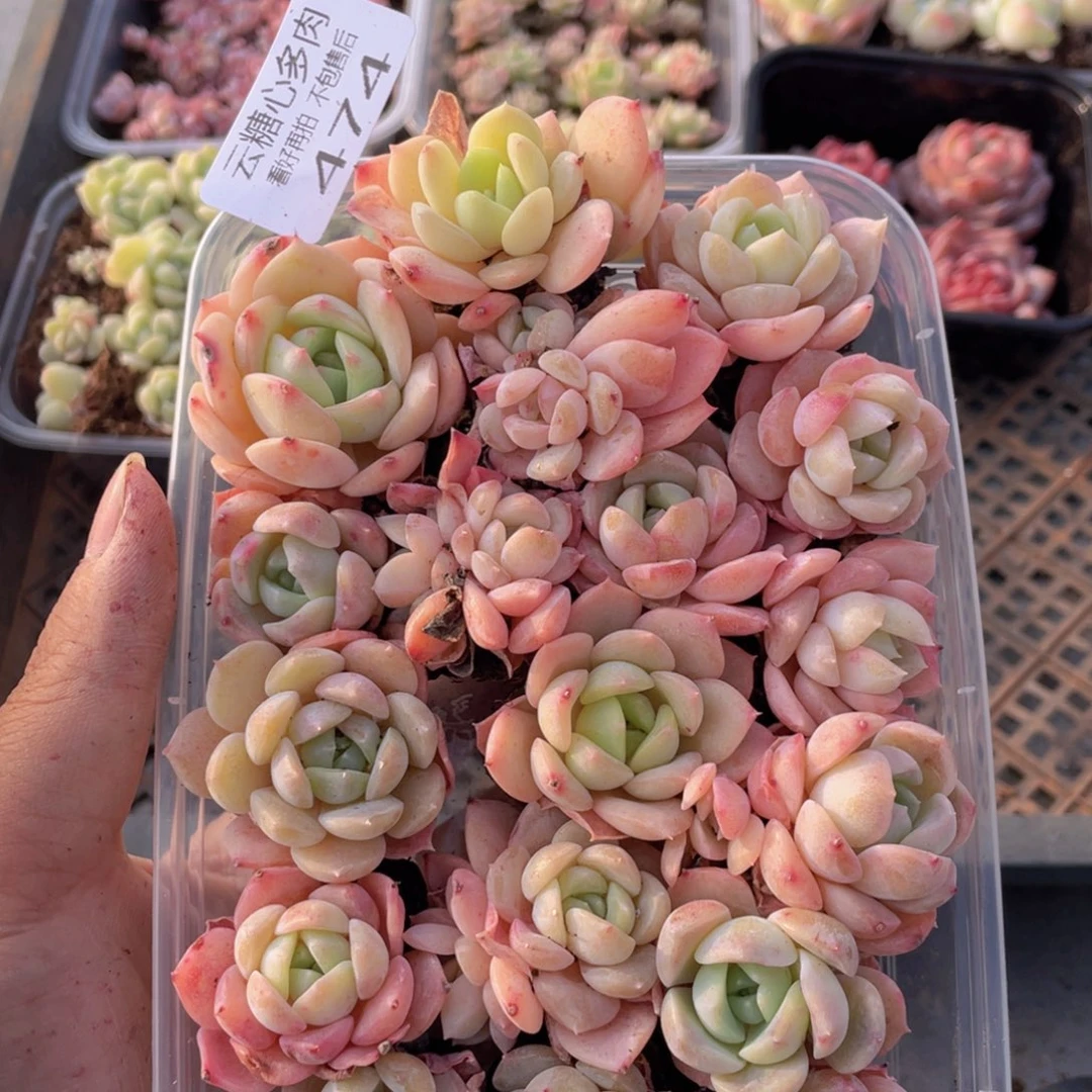 云糖心多肉植物474