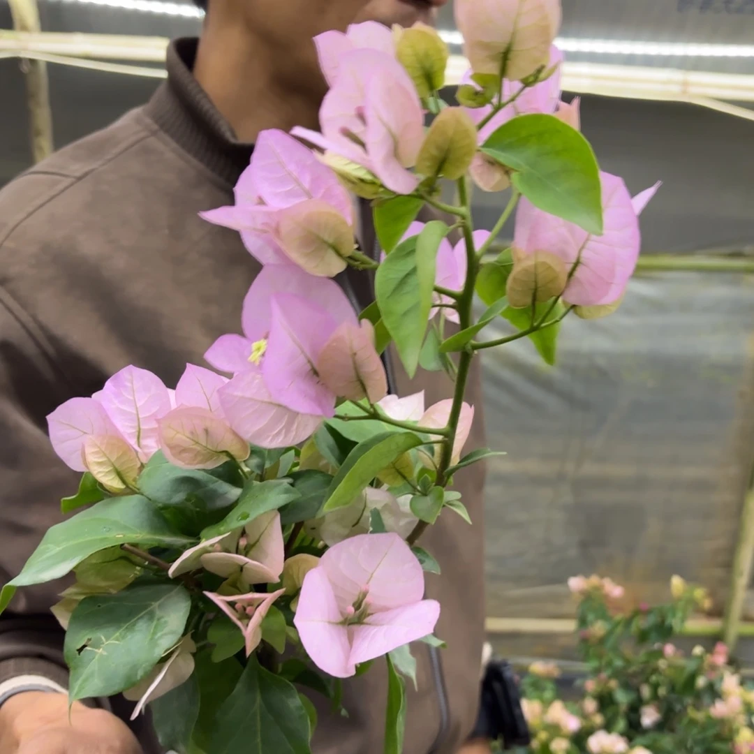 全部花苞（国际粉）三角梅会落花落叶会光杆苗有大有小