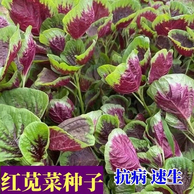 ✰红苋菜种子四季红圆叶苋菜种籽阳台室内庭院红叶菜耐高温蔬菜