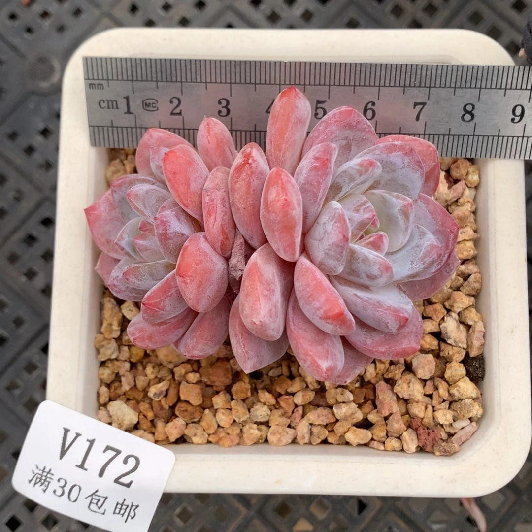 172。老桩双头橙梦露。