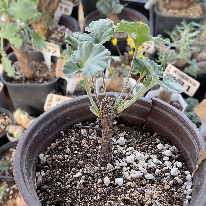 120枝干洋葵一一一一一一一一一