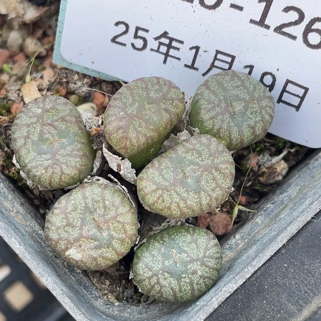 19-126送奶杂多肉植物