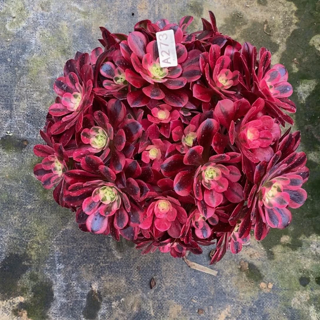 273美杜莎嫩桩桩