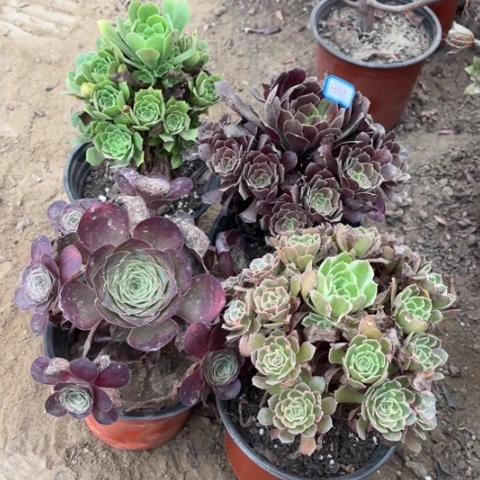 414多肉植物组合，