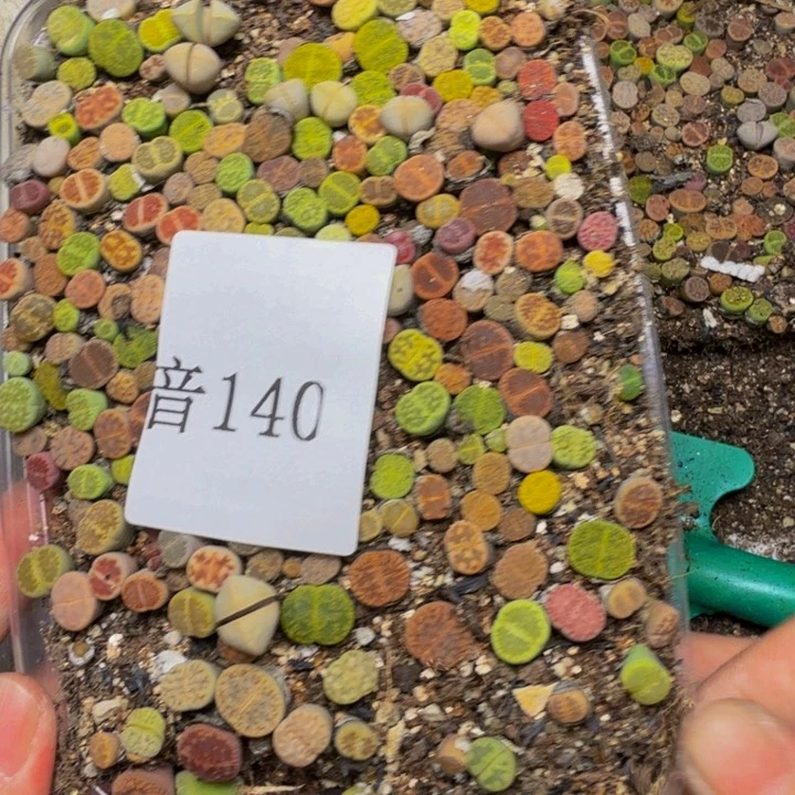 向****多肉植物的生长发育140