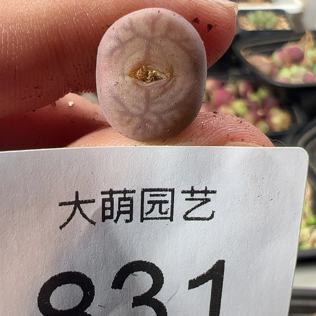 一物一拍。      831