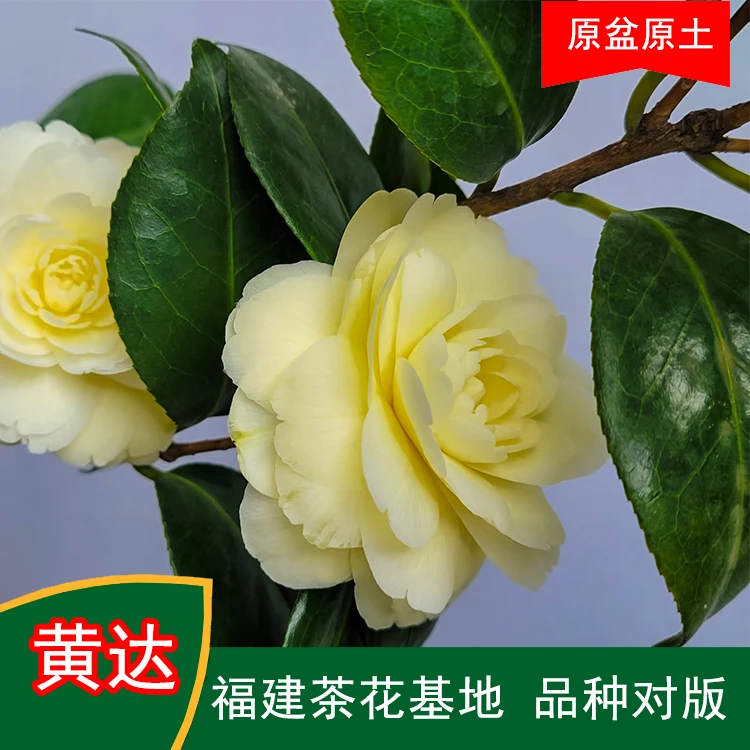 黄达包正宗珍贵茶花品种室内外花卉阳台庭院绿植福建茶花山茶花