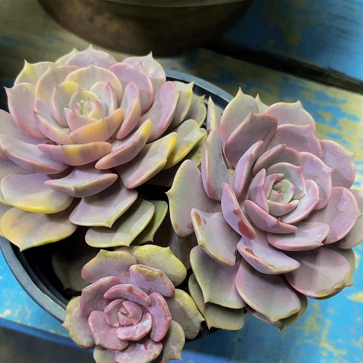 粉蝶锦石化头锦头原始头